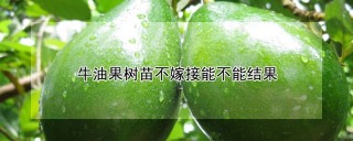 牛油果树苗不嫁接能不能结果,第1图