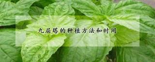 九层塔的种植方法和时间,第1图