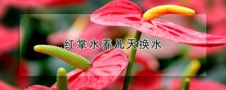 红掌水养几天换水,第1图