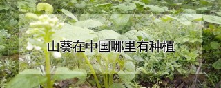 山葵在中国哪里有种植,第1图