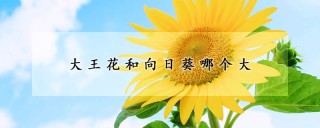 大王花和向日葵哪个大,第1图