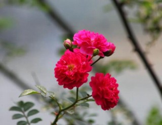野蔷薇花语是什么，野蔷薇花语代表着浪漫的爱情,第1图