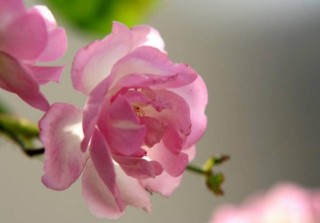 蔷薇花适合东北种植吗，适宜/但是要注意栽种的方法,第2图