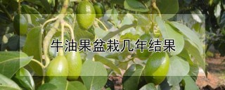 牛油果盆栽几年结果,第1图