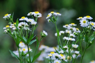 雏菊的花语,第3图