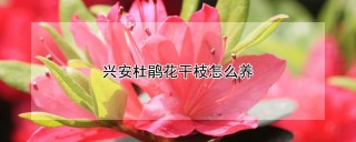 兴安杜鹃花干枝怎么养,第1图