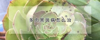 多肉黑斑病怎么治,第1图