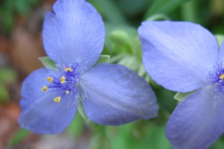 紫露草花后如何修剪,第3图