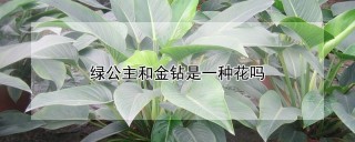 绿公主和金钻是一种花吗,第1图