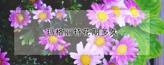 玛格丽特花期多久,第1图