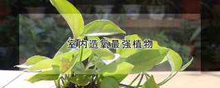 室内造氧最强植物,第1图