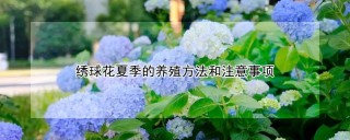 绣球花夏季的养殖方法和注意事项,第1图