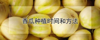 香瓜种植时间和方法,第1图