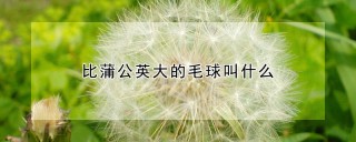 比蒲公英大的毛球叫什么,第1图