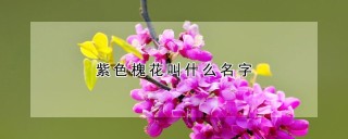 紫色槐花叫什么名字,第1图