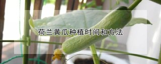 荷兰黄瓜种植时间和方法,第1图