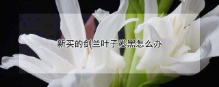 新买的剑兰叶子发黑怎么办,第1图