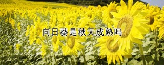 向日葵是秋天成熟吗,第1图