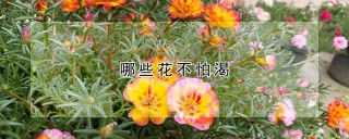 哪些花不怕渴,第1图