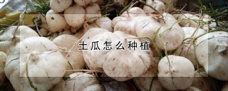 土瓜怎么种植,第1图