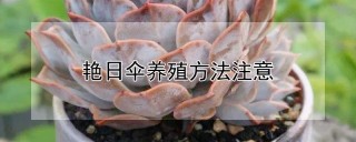 艳日伞养殖方法注意,第1图