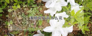 清明花又叫什么花,第1图