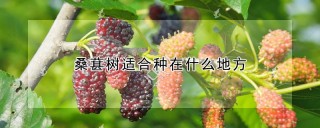 桑葚树适合种在什么地方,第1图