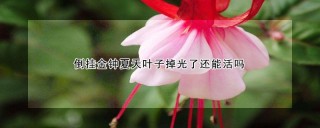 倒挂金钟夏天叶子掉光了还能活吗,第1图