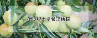 冬枣膨大期管理绝招,第1图