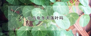 山乌龟冬天落叶吗,第1图