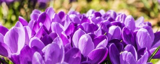 紫罗兰春天开花吗,第1图