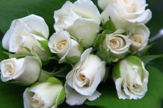 白玫瑰花语,第2图
