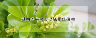 过期的牛奶可以浇哪些植物,第1图