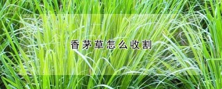 香茅草怎么收割,第1图