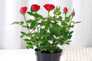 盆栽玫瑰花的养殖方法和注意事项,第3图