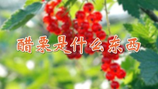 醋栗是什么东西,第1图