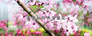 家里如何养海棠花,第1图