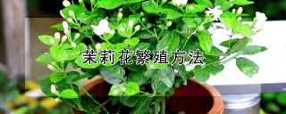 茉莉花繁殖方法,第1图