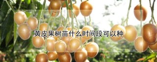 黄皮果树苗什么时间段可以种,第1图