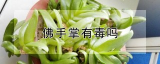 佛手掌有毒吗,第1图