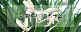 兰花移盆注意些什么,第1图