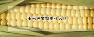 玉米拔节期施什么肥,第1图