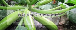 西葫芦栽培技术与管理,第1图