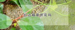 红边椒草开花吗,第1图