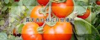 露天西红柿几月份播种,第1图