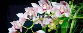 寓意未来可期的花,第1图