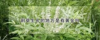 荆草生长的地方是有黄金吗,第1图