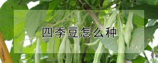 四季豆怎么种,第1图