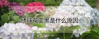 绣球花变黑是什么原因,第1图