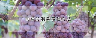 葡萄防裂果最佳方法,第1图